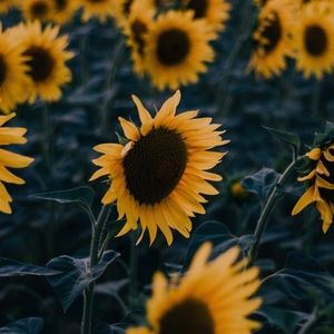 Meet your Posher, Jaella